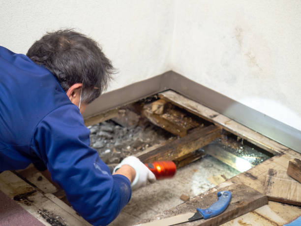 Best Mold Remediation for Specific Building Types in Mount Pleasant, MI