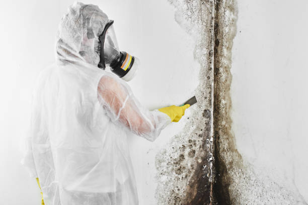 Best Commercial Mold Remediation in Mount Pleasant, MI
