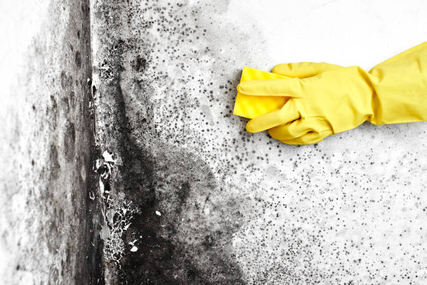 Best Localized Mold Remediation (e.g., coastal areas, humid climates) in Mount Pleasant, MI