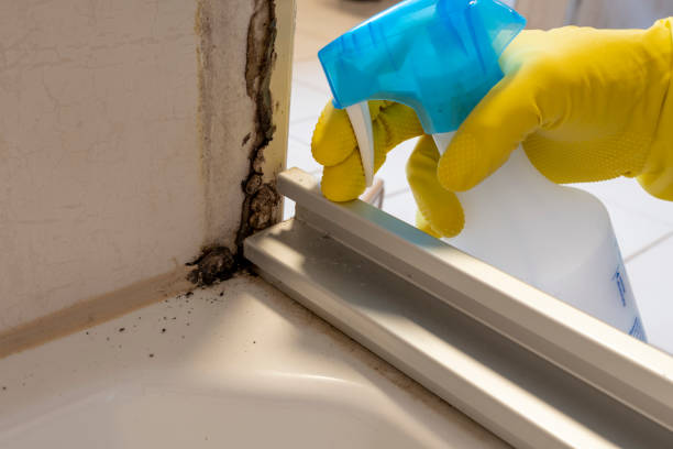Best Mold Testing and Inspection Services in Mount Pleasant, MI