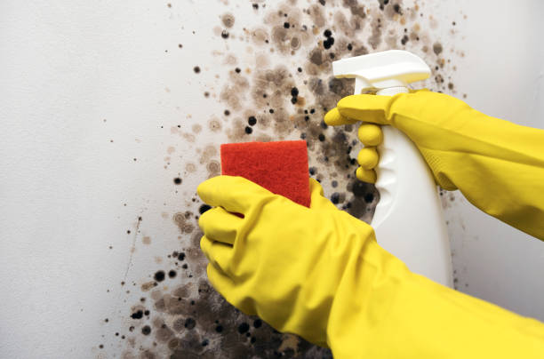 Best White Mold Remediation in Mount Pleasant, MI