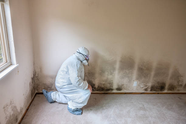 Best Localized Mold Remediation (e.g., coastal areas, humid climates) in Mount Pleasant, MI